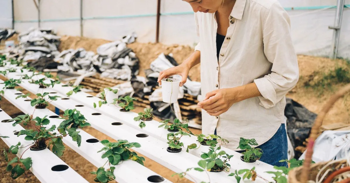 découvrez l'aquaponie, une méthode écologique combinant l'aquaculture et l'hydroponie pour cultiver des plantes et élever des poissons de manière durable et innovante.