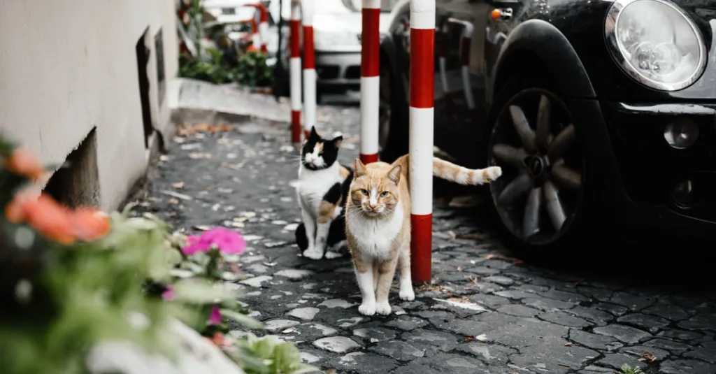 conseils pour une cohabitation harmonieuse avec votre chat : astuces pratiques pour vivre en paix et renforcer le lien avec votre compagnon félin.