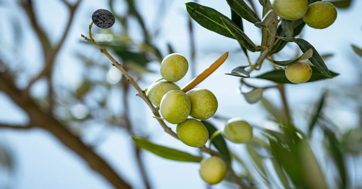 découvrez la teinte olive green, une couleur naturelle et apaisante, parfaite pour apporter une touche d'élégance et de fraîcheur à vos projets de design et décoration.