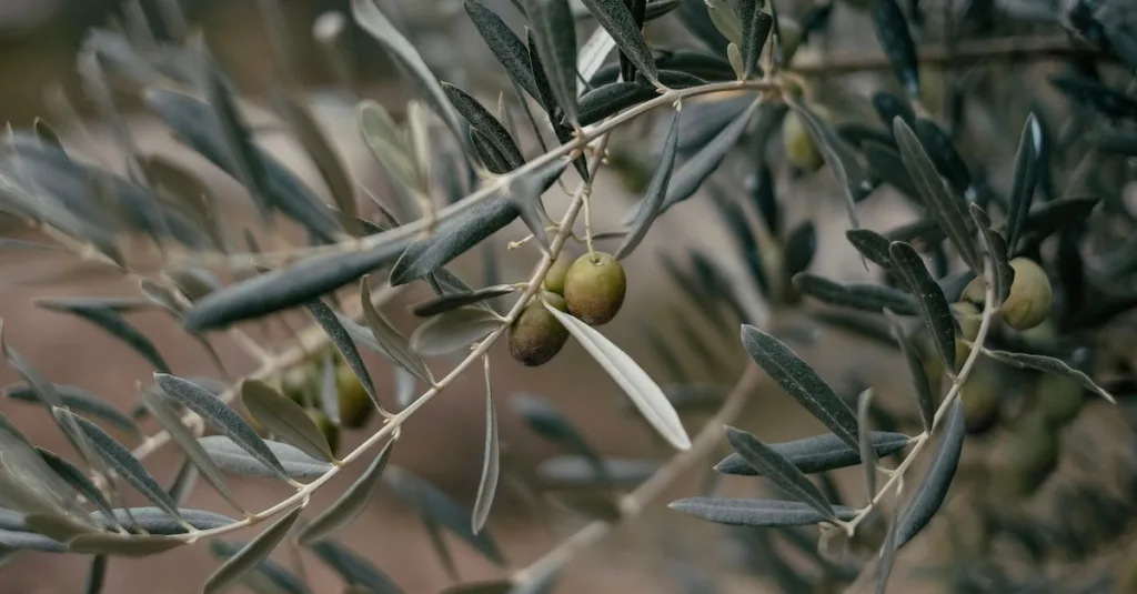 découvrez la teinte olive green, un vert subtil et naturel qui apporte une touche d'élégance et de fraîcheur à votre style et à votre décoration.